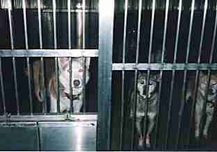 広島市動物管理センターで助けを待つ犬たち